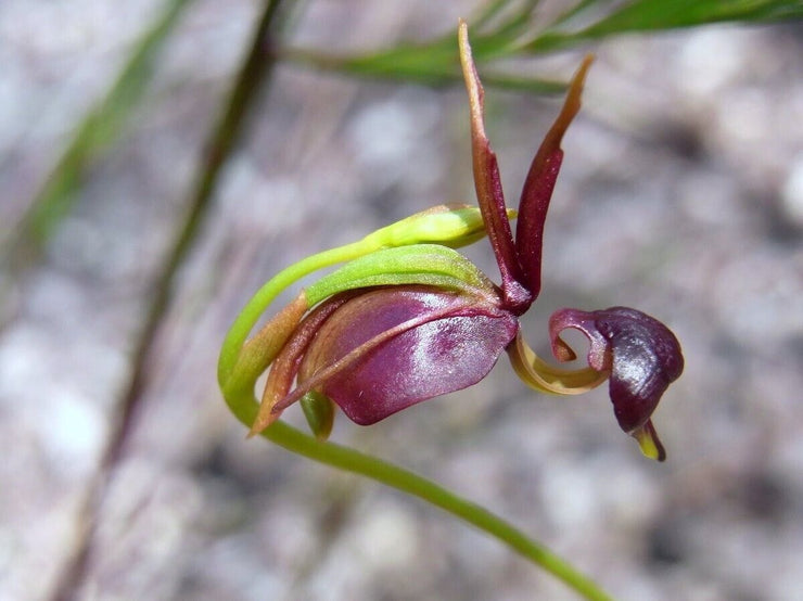 🦆"Major Flying Duck" Dark Purple Orchid Flower Seeds Garden Potted Flower Seeds