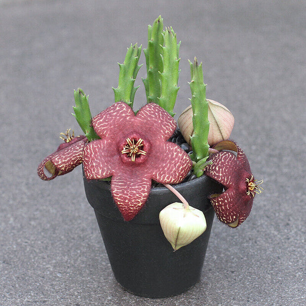 Stapelia berlindensis Succulent potted plants Home decorating plants Seeds
