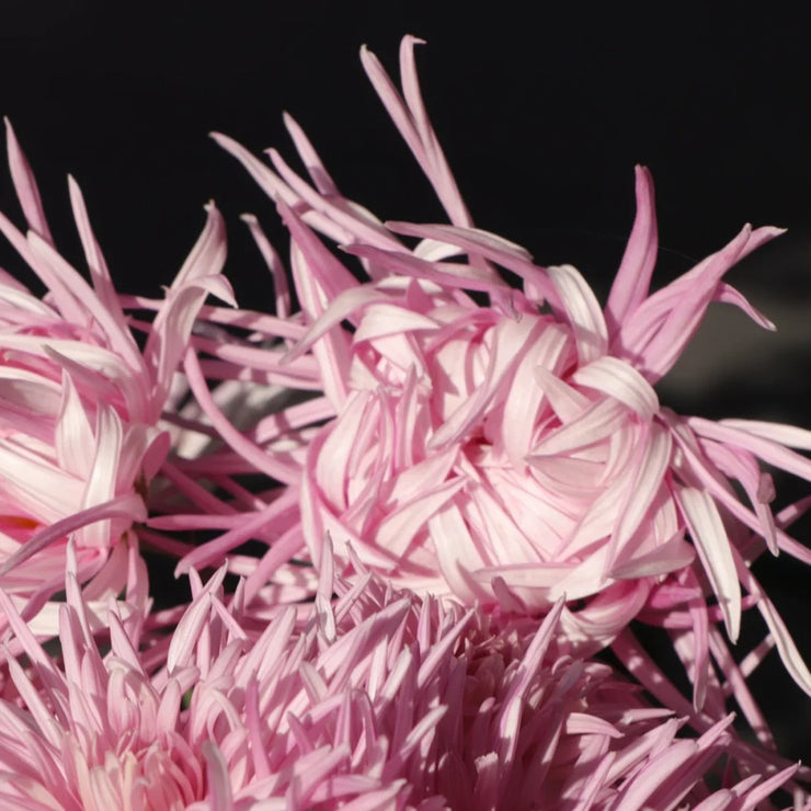 Edo Chrysanthemum Seeds-Precious Pearl