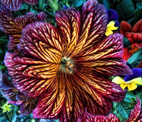 Chilean Morning Glory Seeds