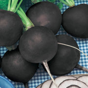 Organic Black Spanish Round Radish Seeds