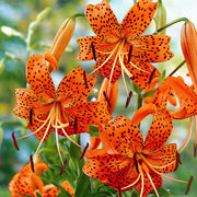 Hybrid Tiger Lily