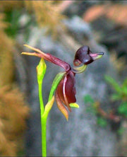 🌞🌞Flying Duck Orchid