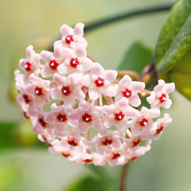 CHUXAY GARDEN Mix Hoya Carnosa-Porcelainflower,Wax Plant 200 Seeds Hardy Apocynaceae Flowering Plant Houseplant Sweetly Scented Flowers White Pink Yellow Green Heirloom Decor Garden