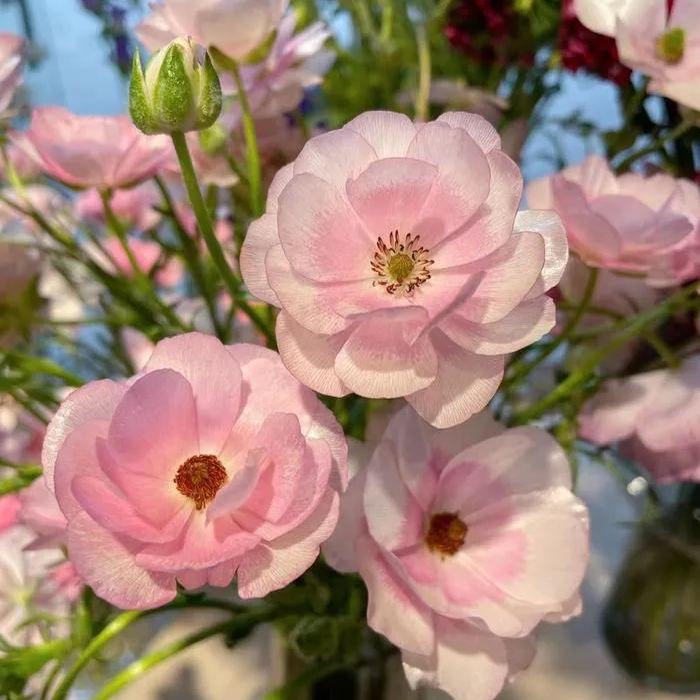 Ranunculus Butterfly Ariadne Seeds