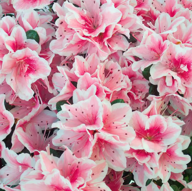 Rhododendron x Robin Hill 'Conversation Piece'