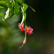 Hibiscus schizopetalus Seeds