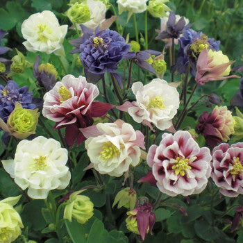 Columbine-'Winky Double Rose And White' Seeds