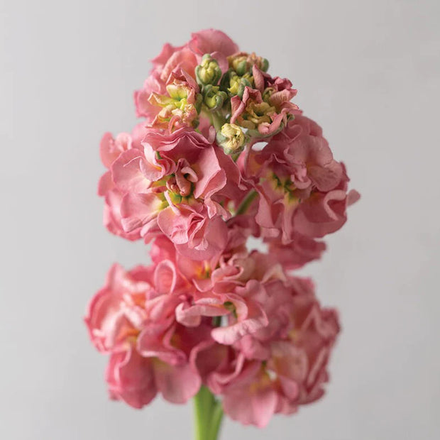 Matthiola incana StoX Antique Rose-'Pink'