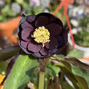 Helleborus Seeds-Black Swan