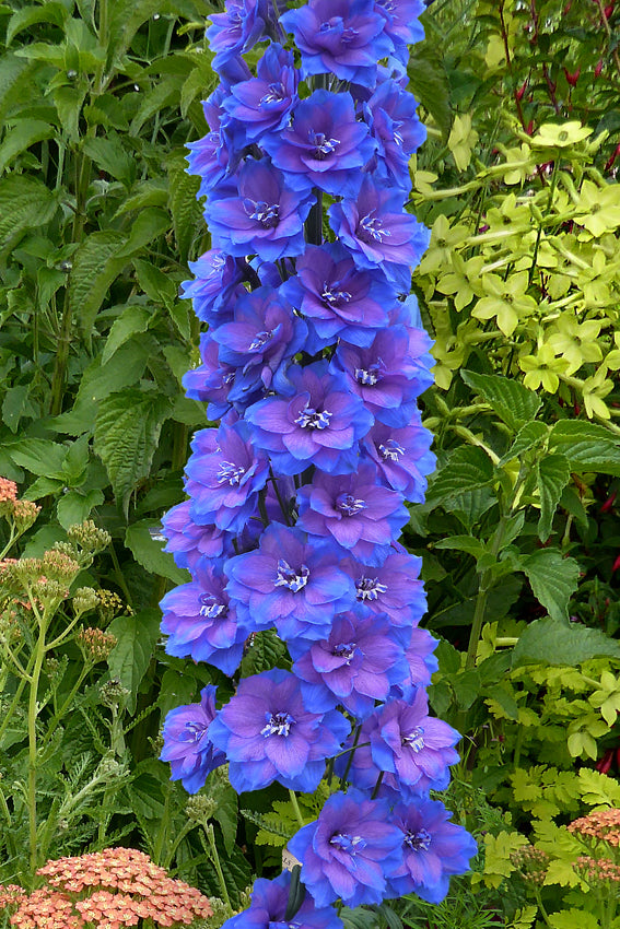 Delphinium elatum 'Blue Lace'