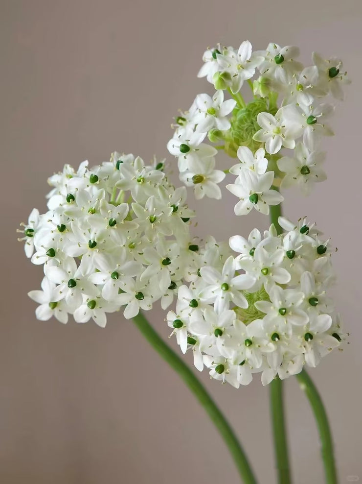 Velvet Star of Bethlehem