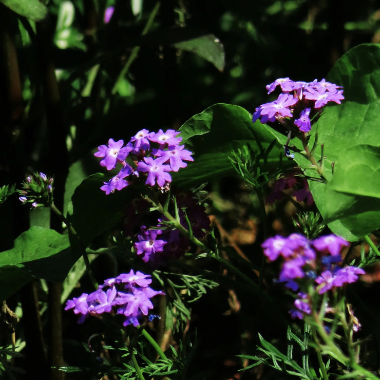 Spring New😍Moss Verbena(South American Mock Vervain)