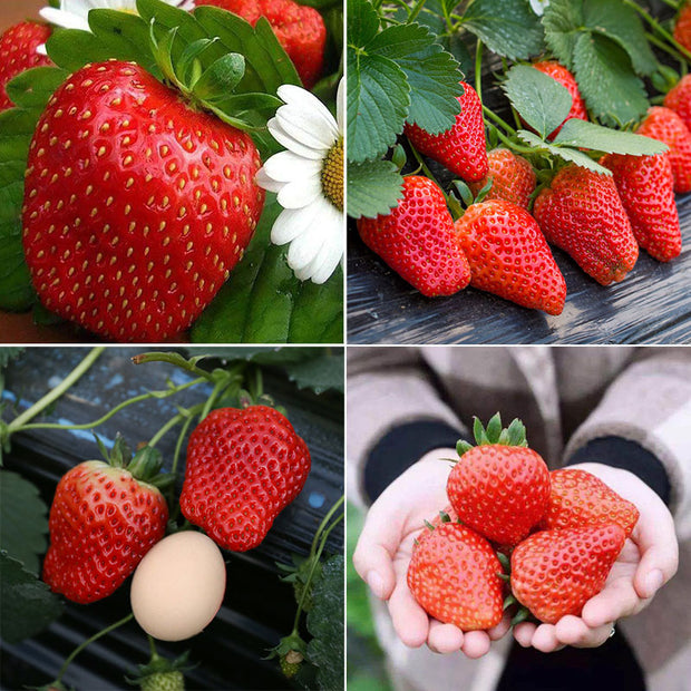 Super Giant Strawberry Fruit Seeds