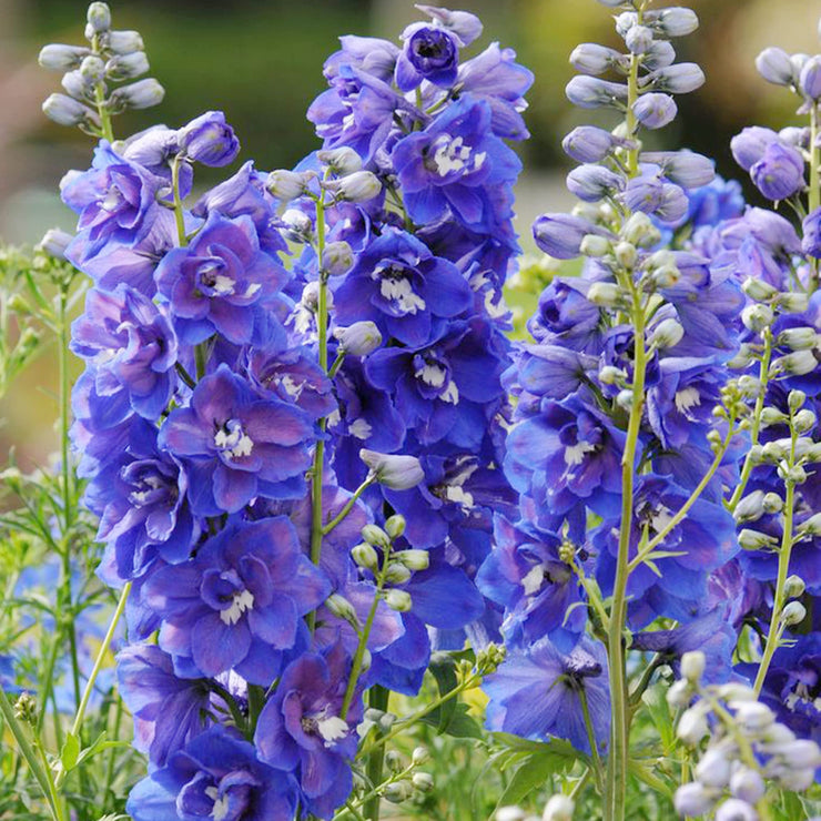 Delphinium elatum 'Blue Lace'