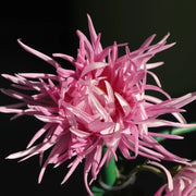 Edo Chrysanthemum Seeds-Precious Pearl