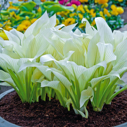 White Feather Hosta Plant