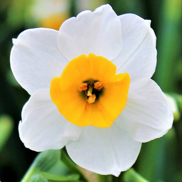 Narcissus Daffodil Canaliculatus
