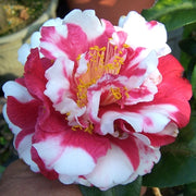Camellia Flower 'Dew Jane' Seeds