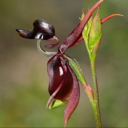 🦆"Major Flying Duck" Dark Purple Orchid Flower Seeds Garden Potted Flower Seeds