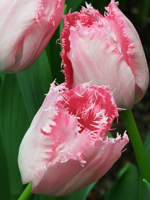 Fringed Tulip