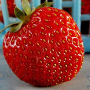 Super Giant Strawberry Fruit Seeds