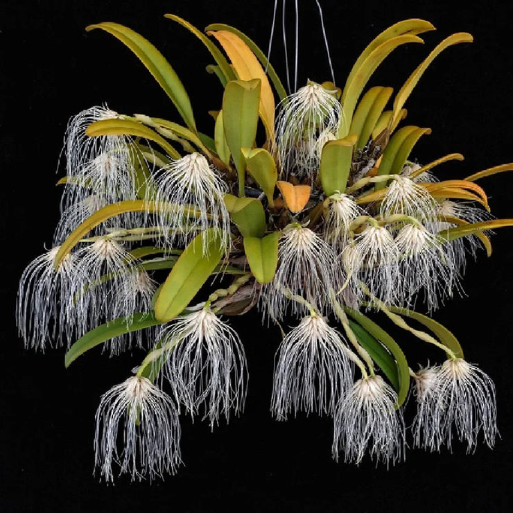 Bulbophyllum Medusae Seeds