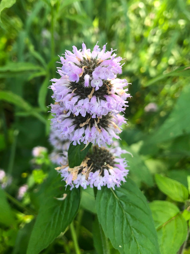 Downy Pagoda-plant - Blephilia ciliata