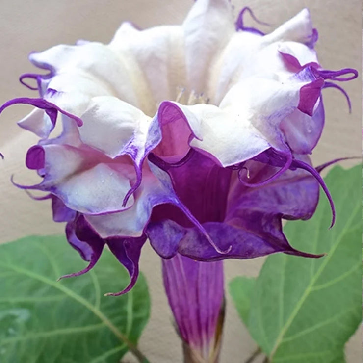 Mandevilla Purple-Devil’s Trumpet Plant