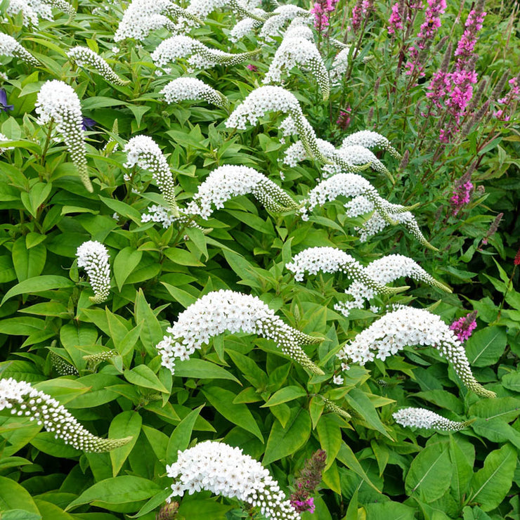 Lysimachia clethroides Gooseneck Loosestrife 5 Stems/Canes Semi-Bare root HEALTHY Perennials. Plant them now to enjoy Next Year's Blooms
