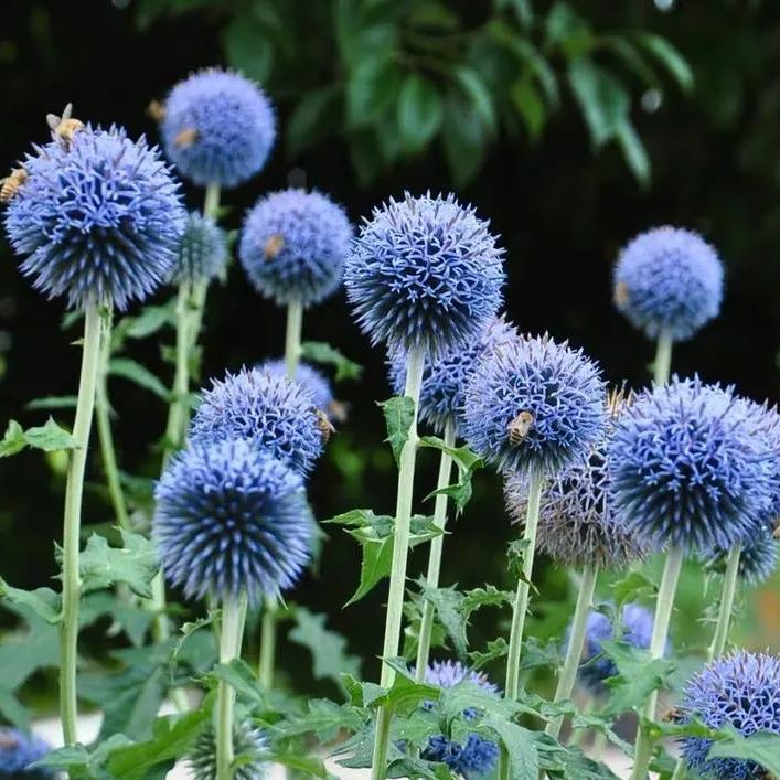 'Blue Planet' Seeds