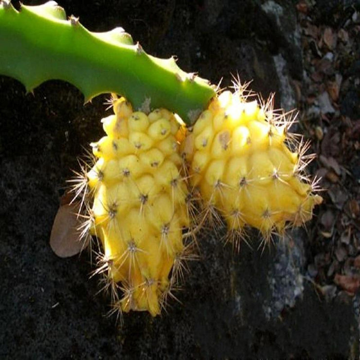 Egrow 50 Pcs/Pack Yellow Pitahaya Seeds Dragon Fruit Hylocereus Undatus Fruit Seeds