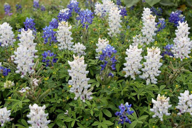 🤍LUPINE SNOW PIXIE, Lupinus White Bluebonnet / Fast Annual Fragrant Flower Seeds