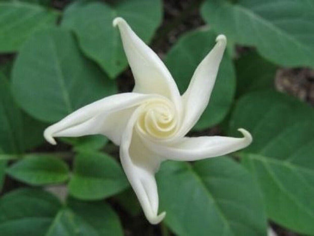 White Moon Flower Odd Plants to Grow