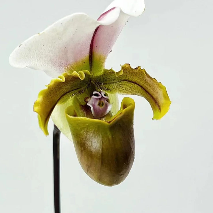 Spicer‘s Paphiopedilum Seeds