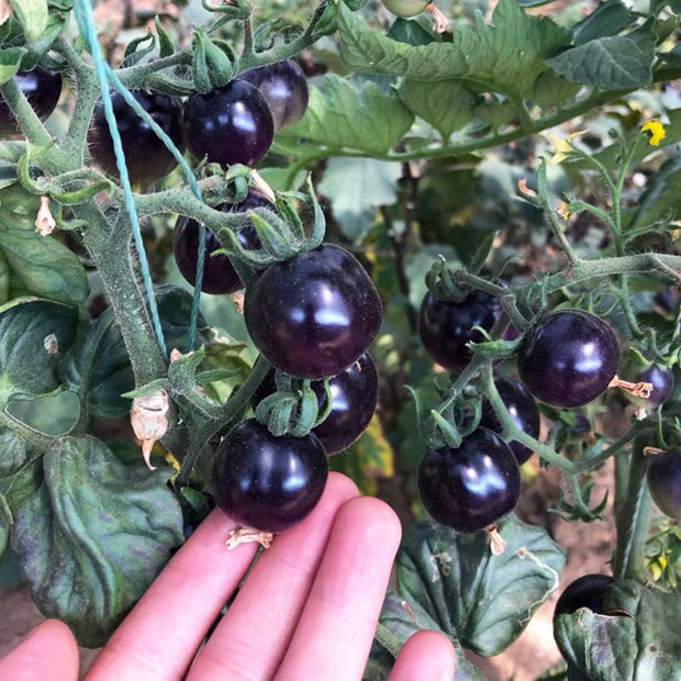 Black tomatoes seeds