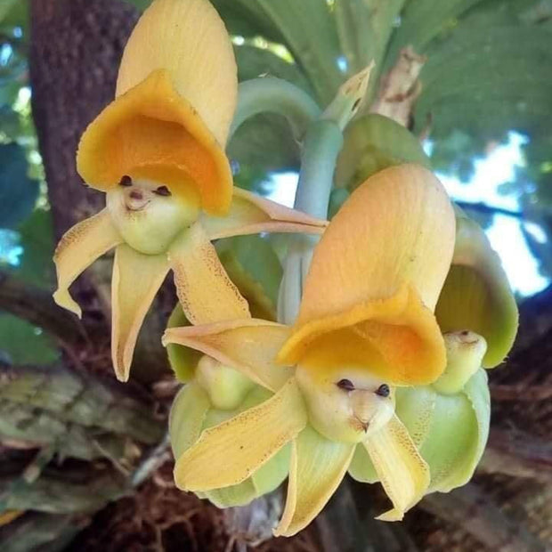 epiphytic Orchids Seeds