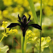 SIBERIAN IRIS ROOTS (FALL-PLANTED) - BLACK FLOWERED