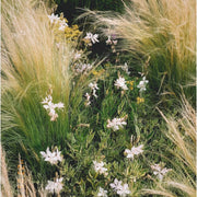 Nassella Tenuissima Seeds