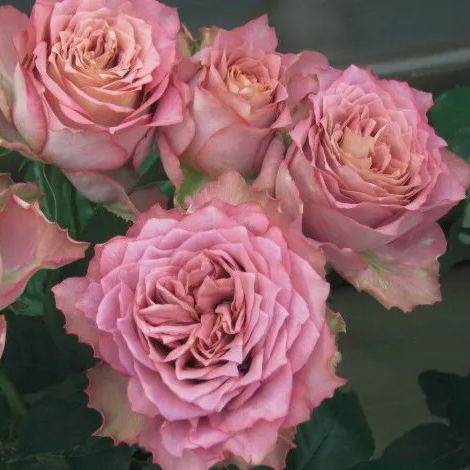 Japanese rare 'British Beats' shrub rose