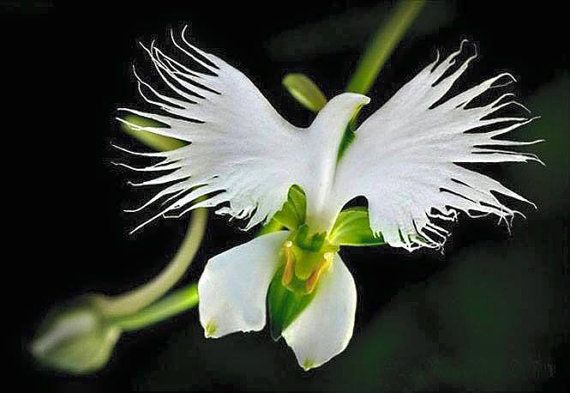 White Dove/Egret Flower Seeds