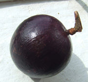 Purple Star (Chrysophyllum cainito) Apple Caimito