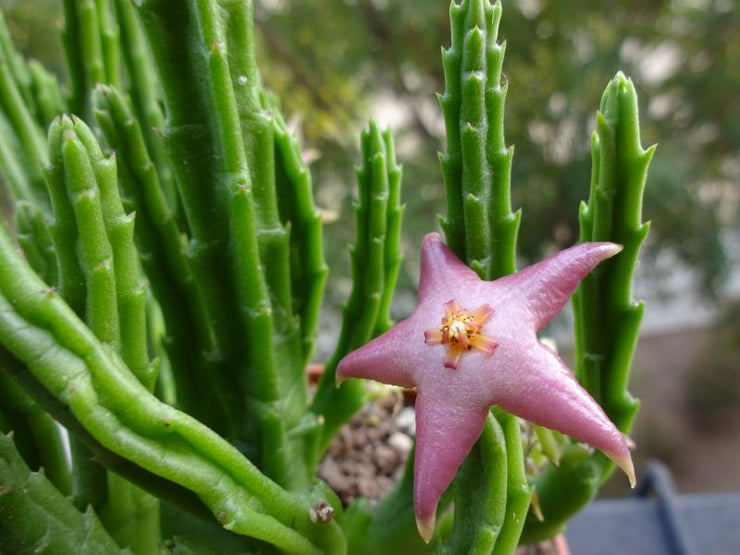 Starfish Flower - Stapelia divaricata - Rare 'Succulent' Seeds - Starfish Cactus, Green-Yellow, Starfish Succulent, Stapelia,Seashell Orchid