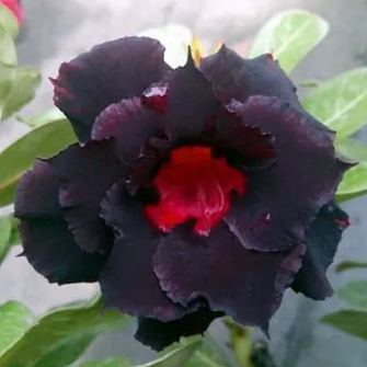 Adeniuum obesum "Black Beauty"