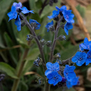 Chinese forget-me-not Seeds