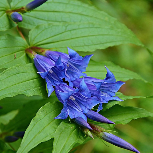 Gentiana Asclepiadea - Willow Gentian seed