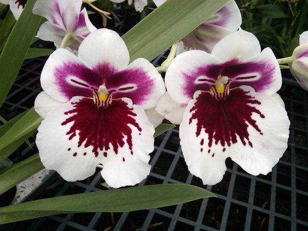 MIX  Orchid Miltoniopsis Breathless 'Beauty'   Seeds