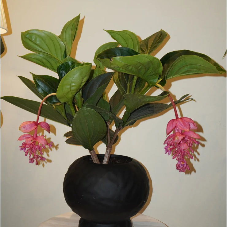 Up to 50%💥Medinilla magnifica seeds