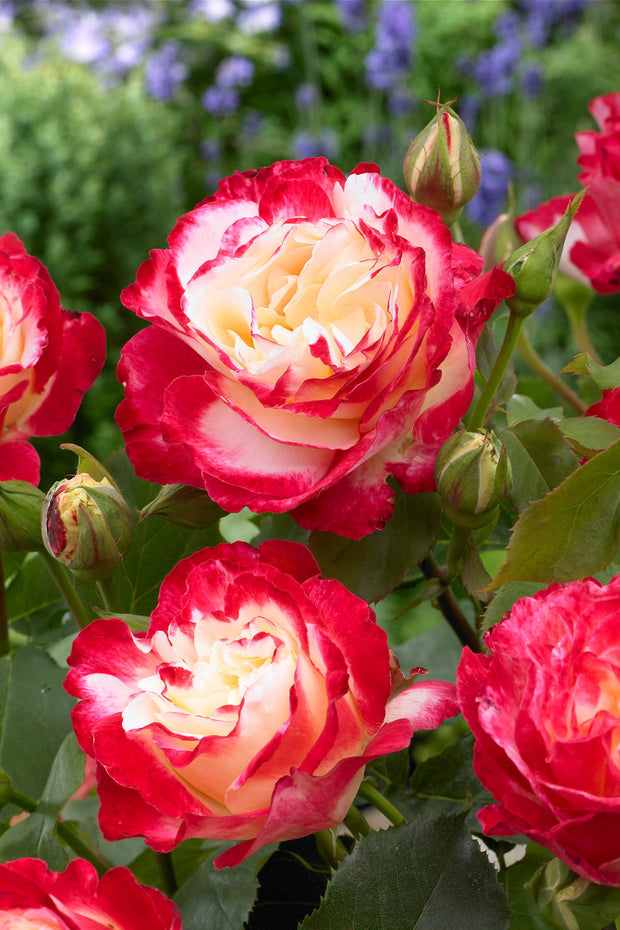 Rose Double Delight Seeds
