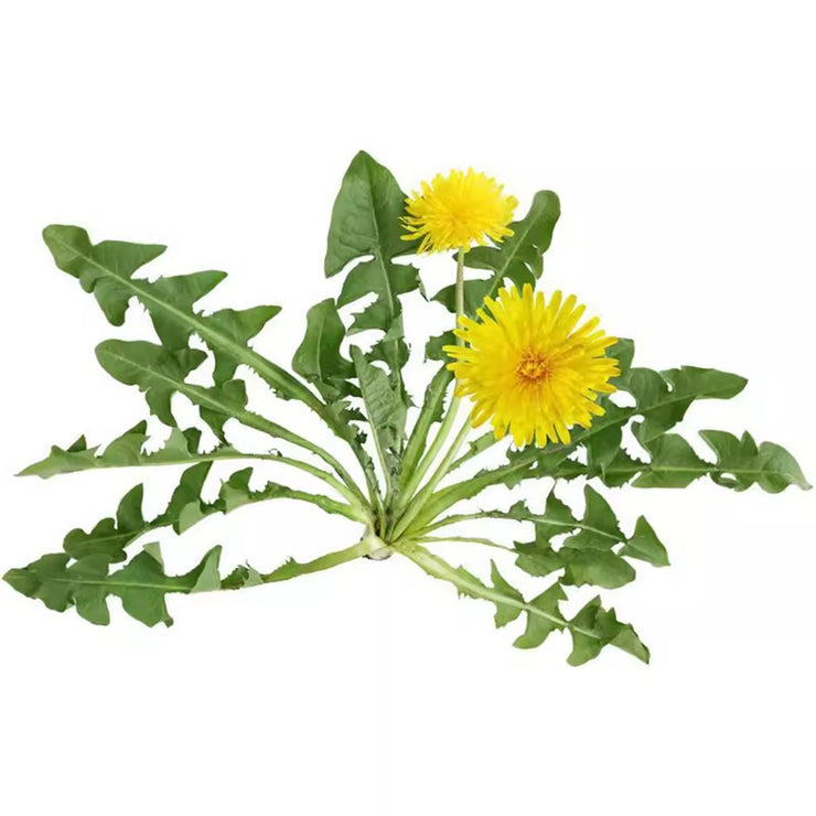 Up to 57%off🔥Dandelion(Taraxacum) Herb seeds